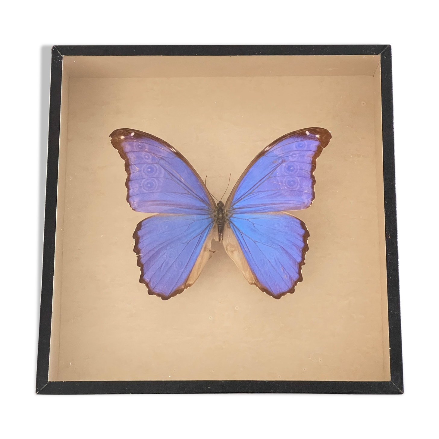 Papillon naturalisé boîte d’entomologie