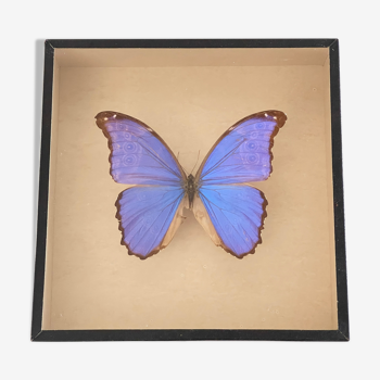 Papillon naturalisé boîte d’entomologie