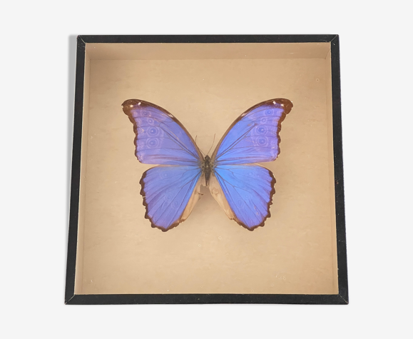 Papillon naturalisé boîte d’entomologie