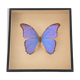 Papillon naturalisé boîte d’entomologie