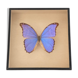 Butterfly naturalized entomology box
