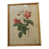 Redouté pink botanical board painting