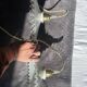 Pair of lace-edged opaline portable lamps with cord wire