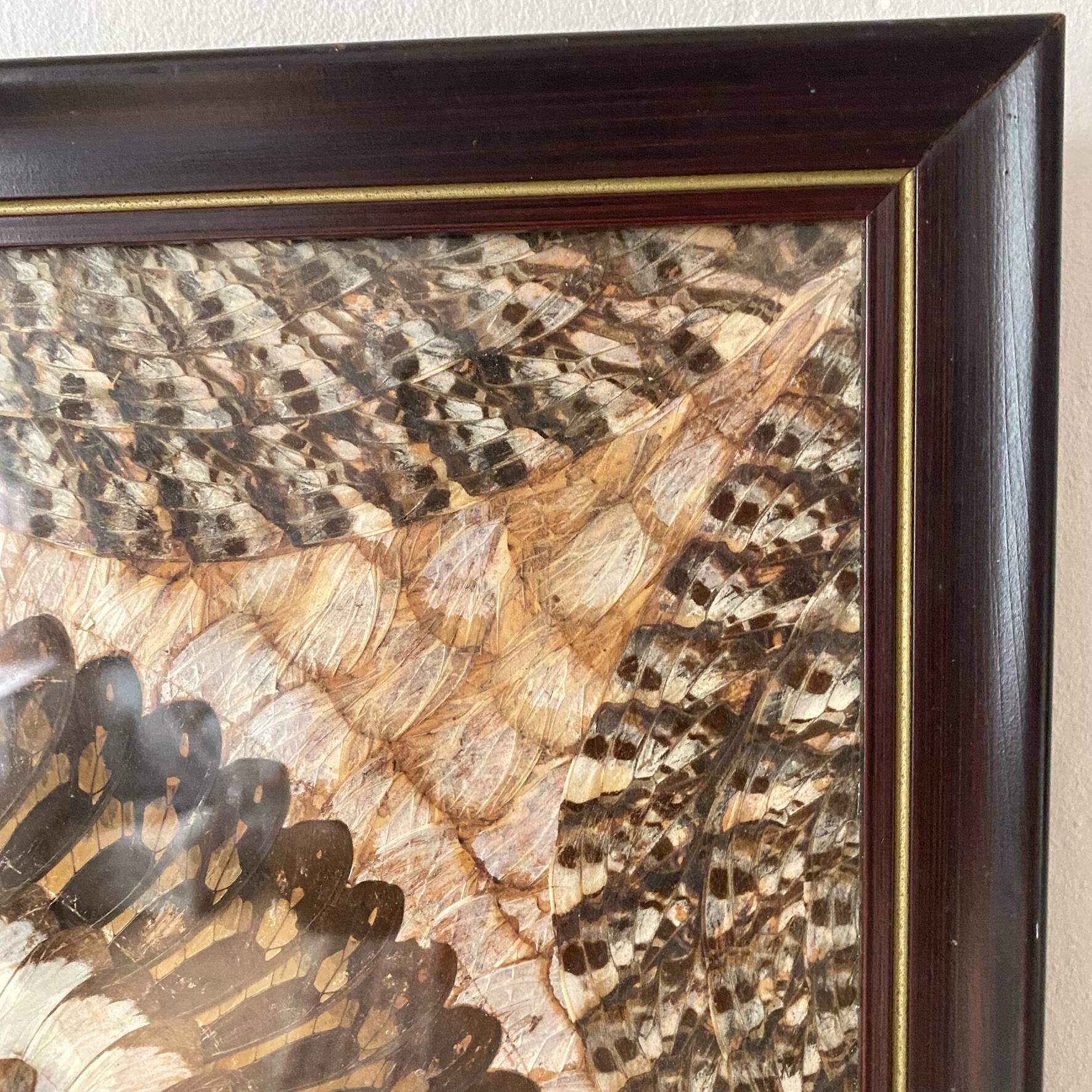 Vintage frame butterfly wings mosaic