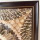 Vintage frame butterfly wings mosaic