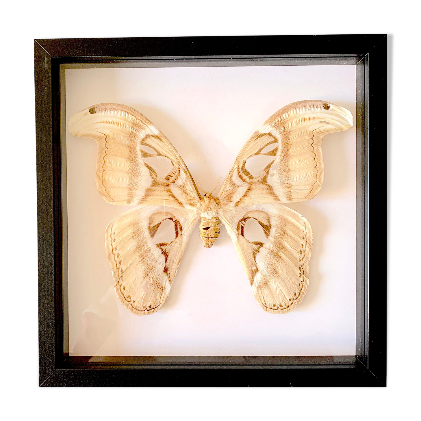 Naturalized butterfly frame