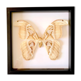 Naturalized butterfly frame