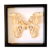 Naturalized butterfly frame