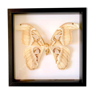 Naturalized butterfly frame