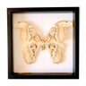 Naturalized butterfly frame