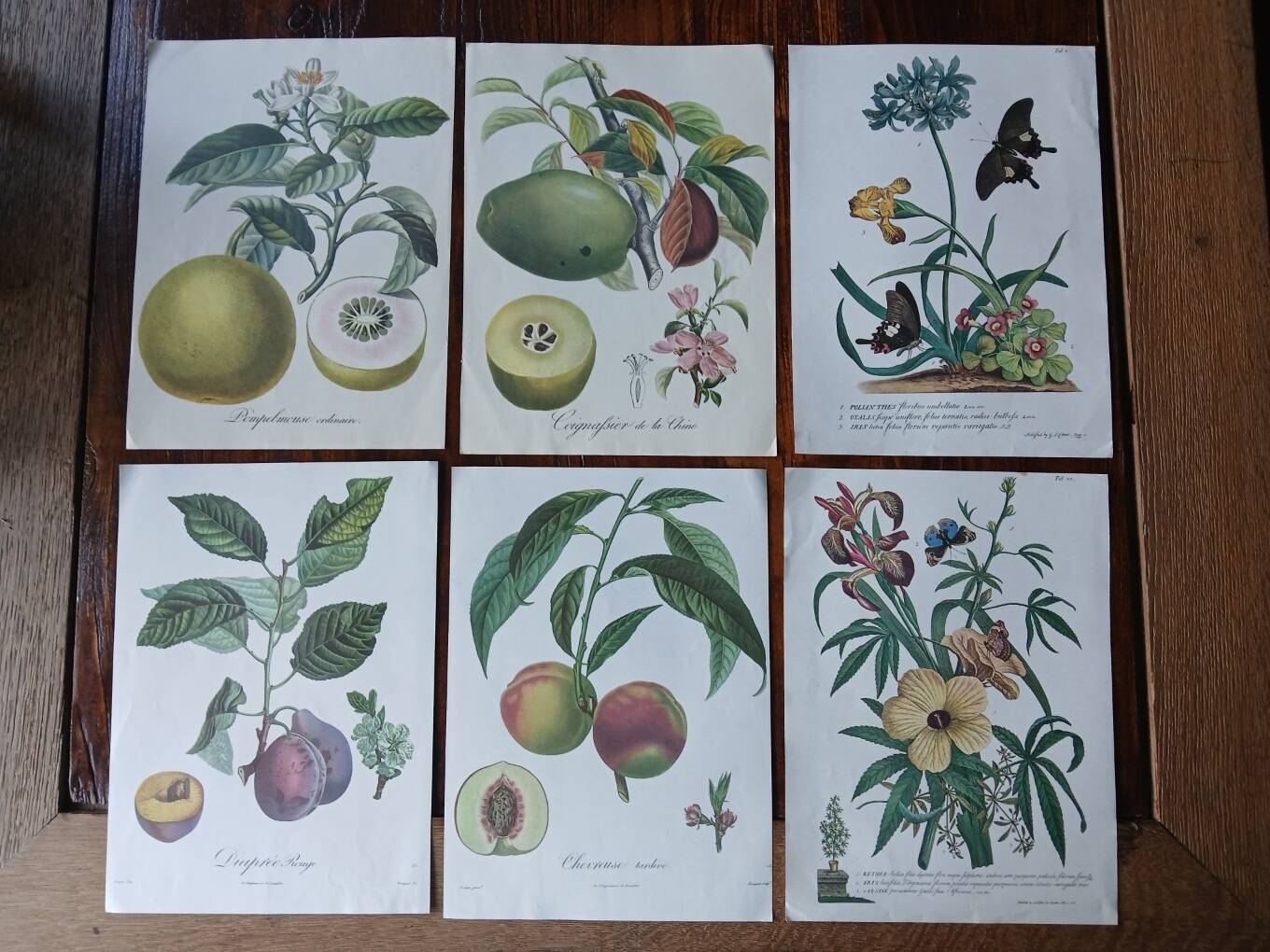 set of 6 botanical posters - fruit trees, flowers, butterflies