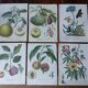 set of 6 botanical posters - fruit trees, flowers, butterflies