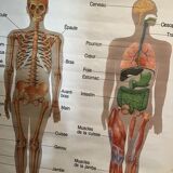 Anatomical board