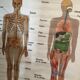 Anatomical board
