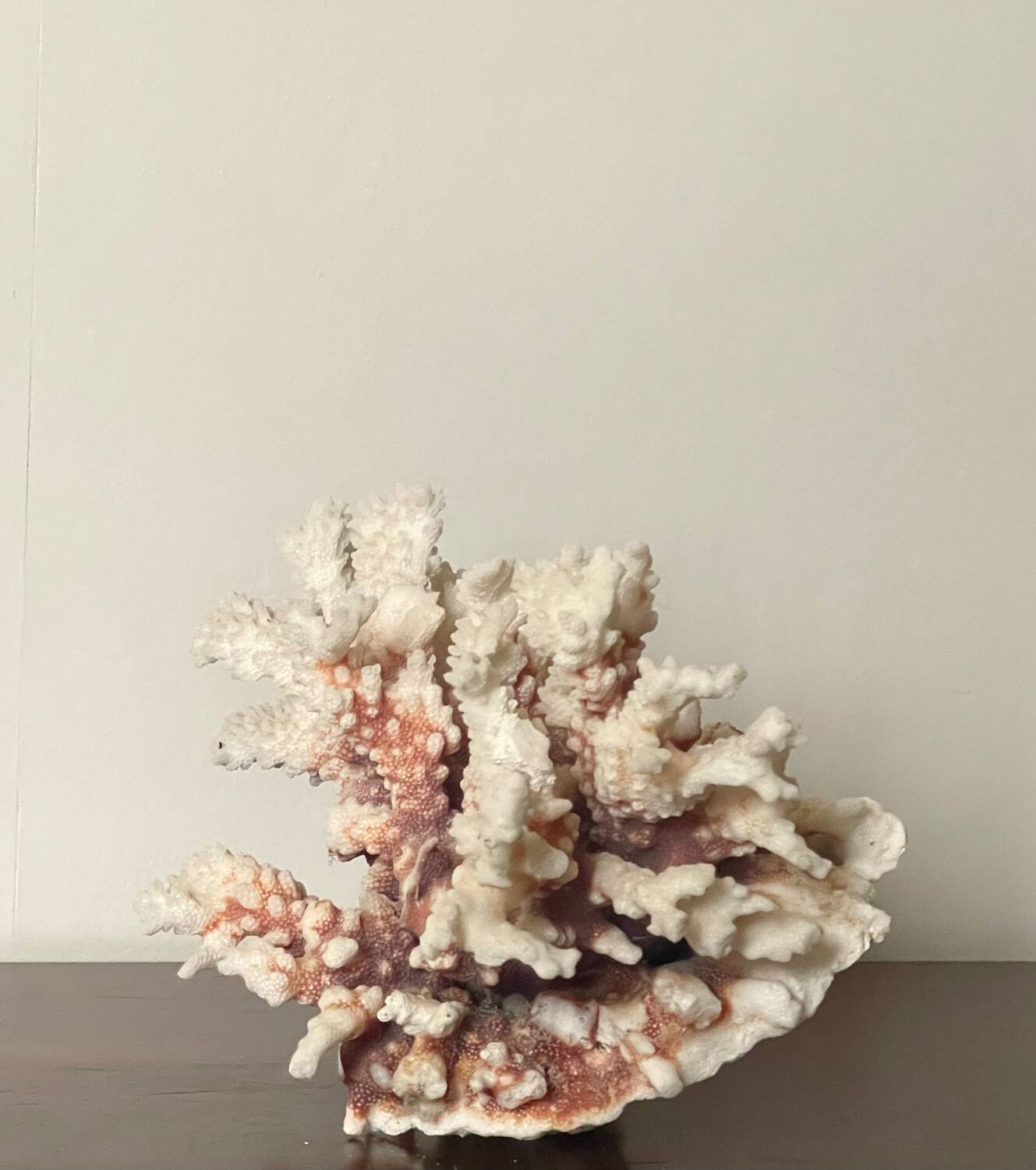 Natural branching coral.