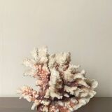 Natural branching coral.