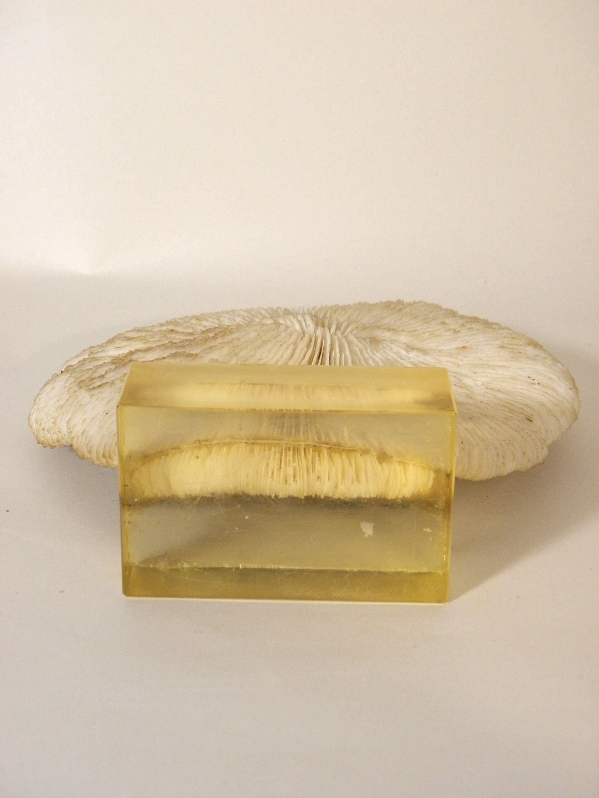 Coral on its resin base