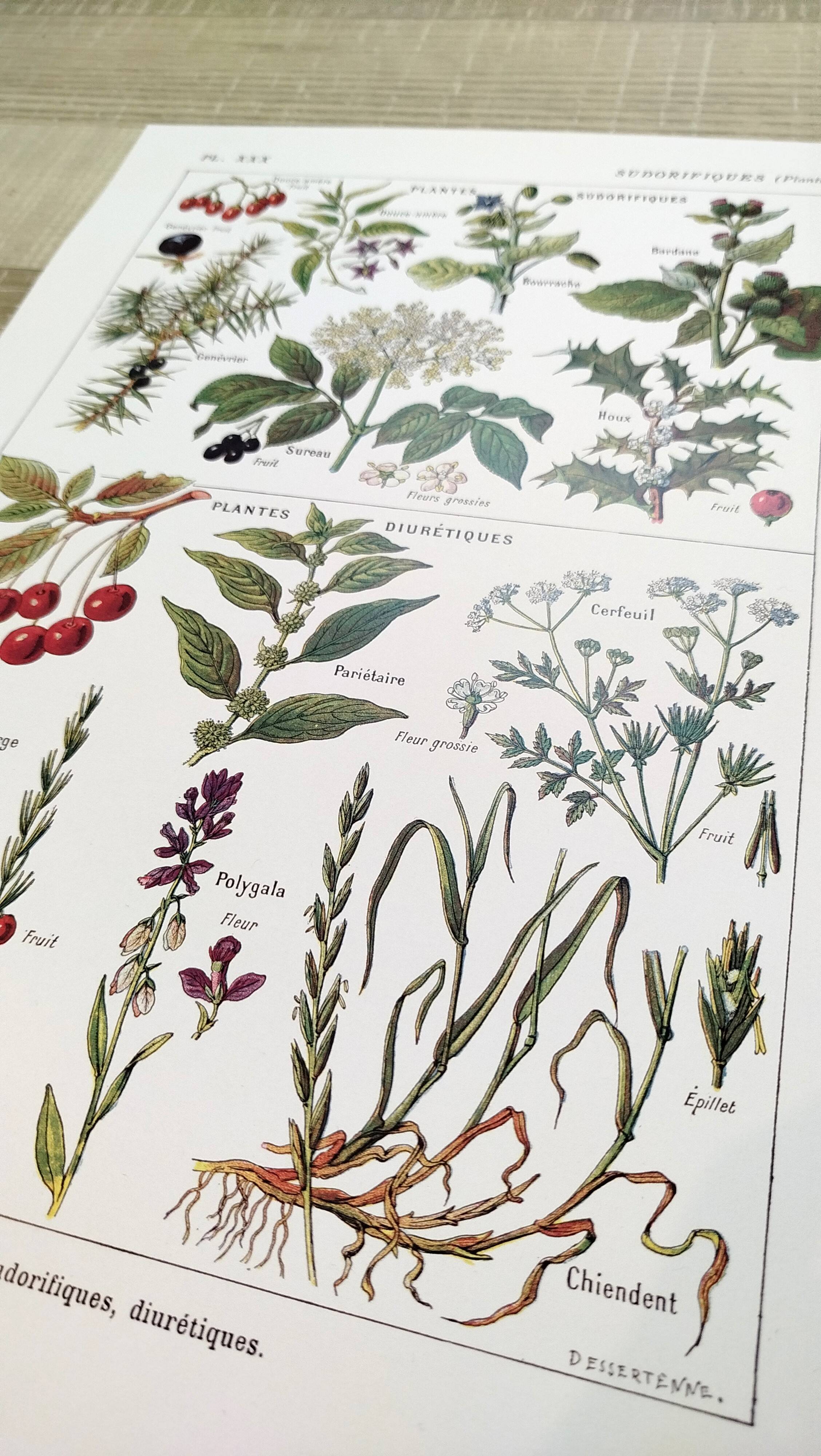 Poster on sudorific plants, based on a 1928 lithograph