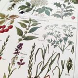 Poster on sudorific plants, based on a 1928 lithograph