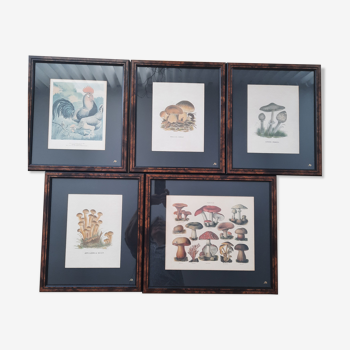 Series of 5 framed engravings