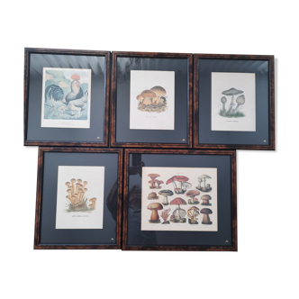 Series of 5 framed engravings