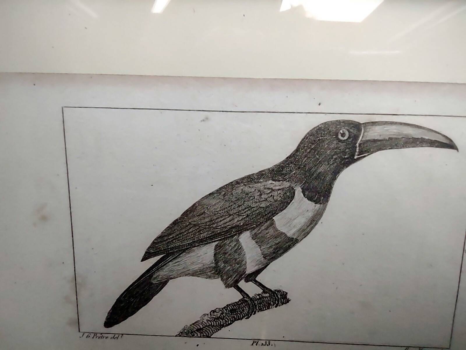 Small bird engraving from 1830 - Le Grigri - ornithological plate