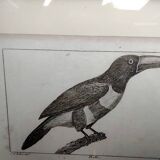 Small bird engraving from 1830 - Le Grigri - ornithological plate