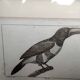 Small bird engraving from 1830 - Le Grigri - ornithological plate
