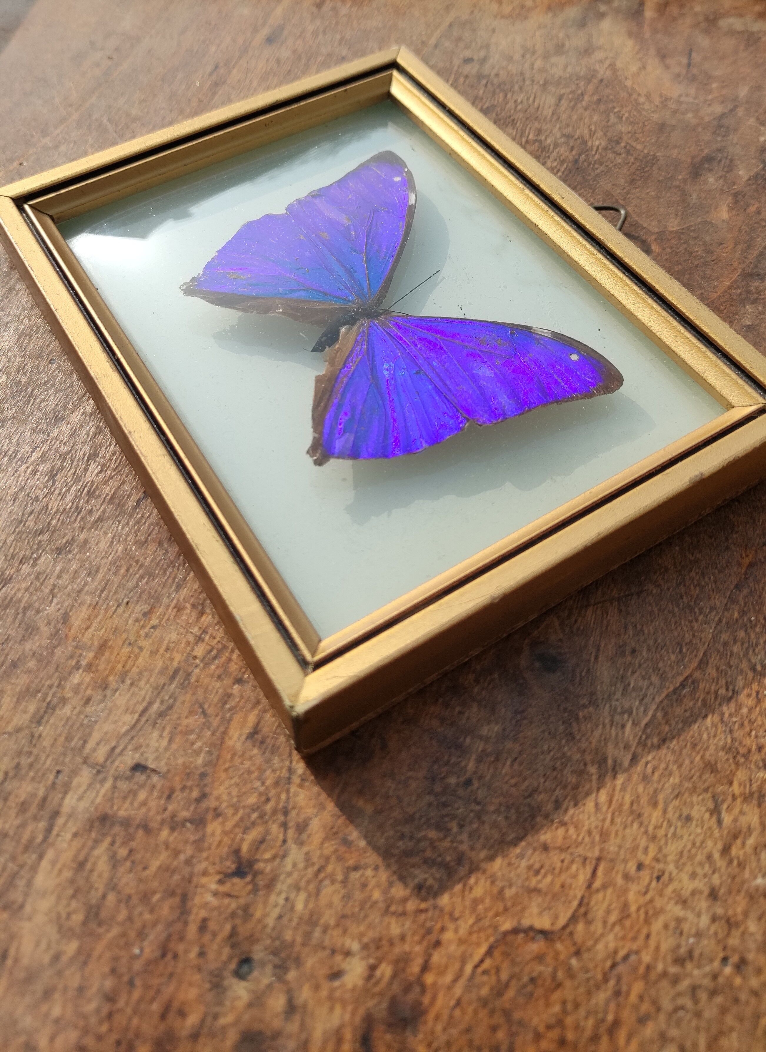 Curved frame of morpho butterfly from Brazil