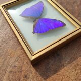 Curved frame of morpho butterfly from Brazil