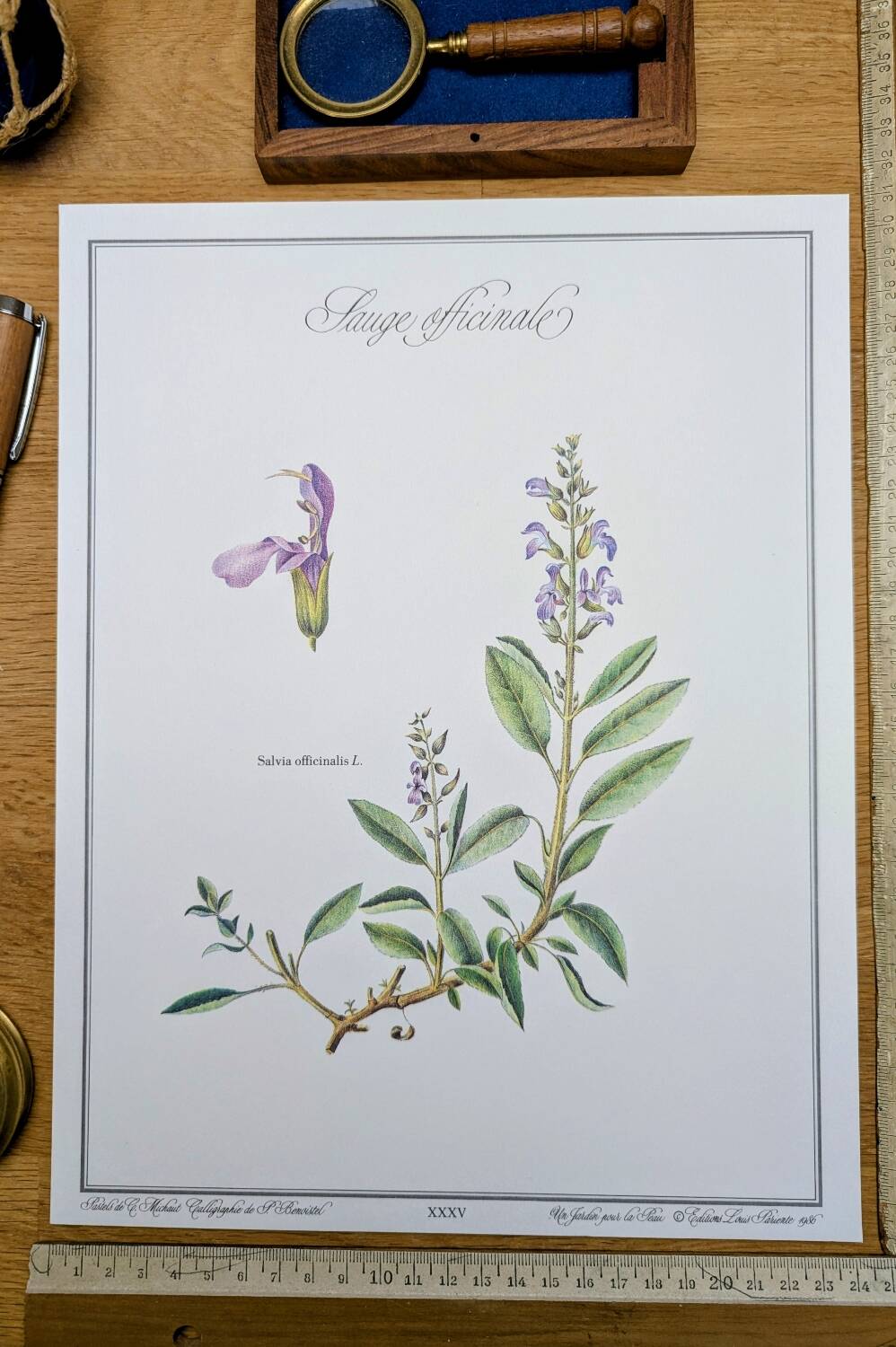 Printed in 1986, the Sage. Vintage Botany.