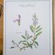 Printed in 1986, the Sage. Vintage Botany.