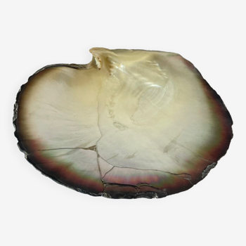 Mother-of-pearl shell