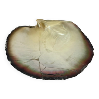 Mother-of-pearl shell