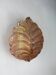 Pink frosted Murano leaf wall sconce, Italy, 1970s