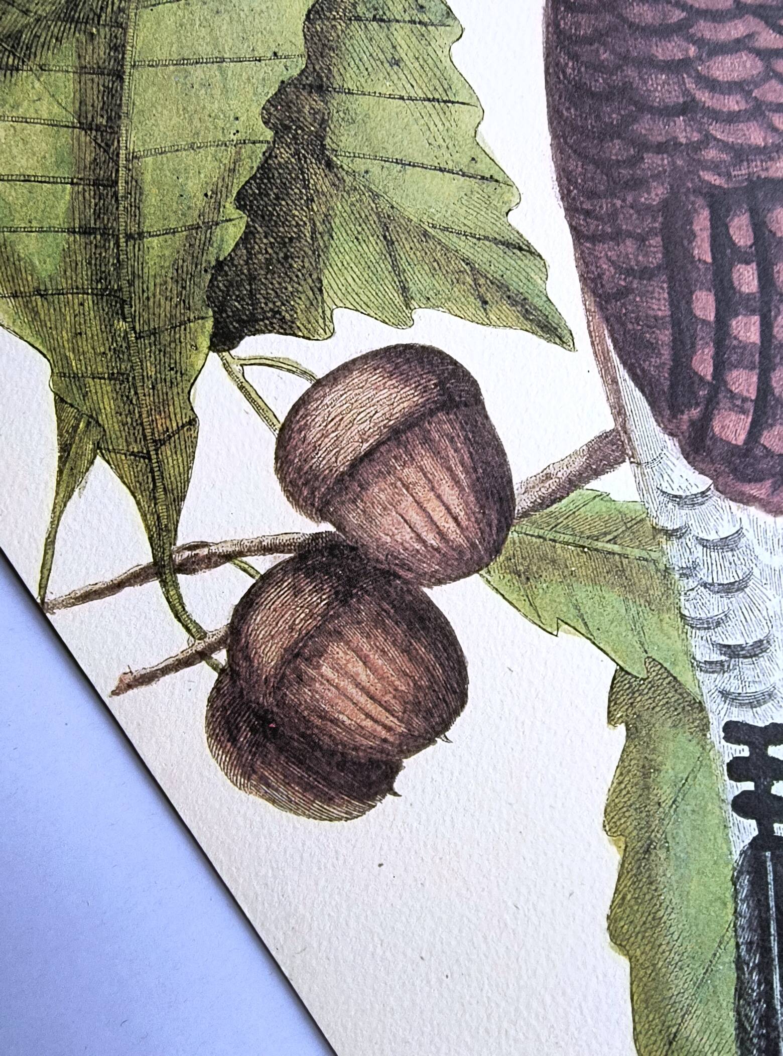 Antique bird engraving - Great Woodpecker - Zoological plate by Seligmann