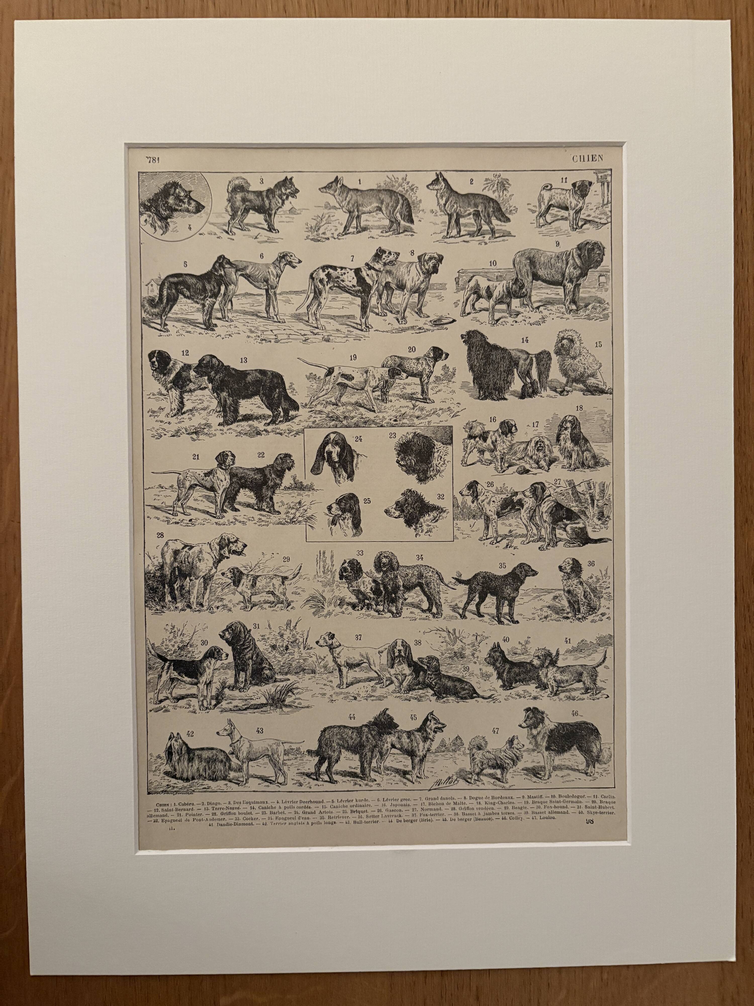 Vintage illustrated plate about dogs - 1900
