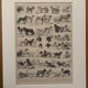 Vintage illustrated plate about dogs - 1900