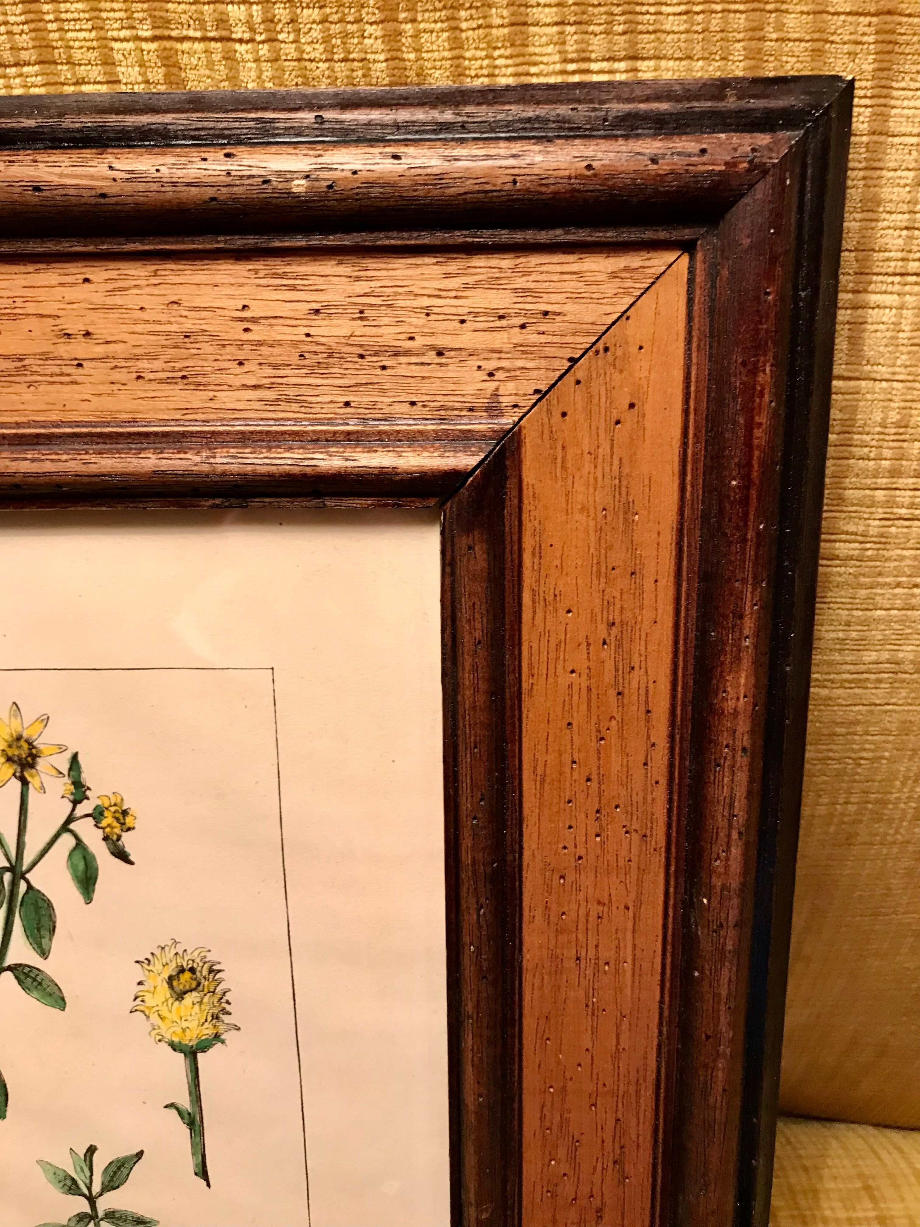 Painting golden yellow flowers wooden frame vintage botanical encyclopedia Lamarck