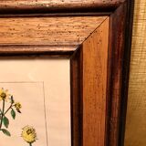 Painting golden yellow flowers wooden frame vintage botanical encyclopedia Lamarck