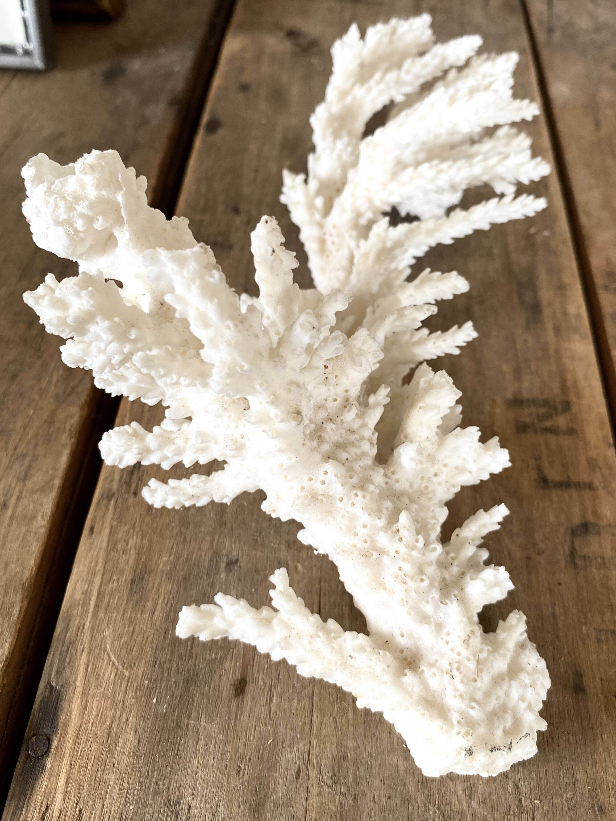 Coral 20 cm cabinet of curiosities