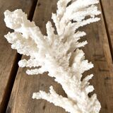 Coral 20 cm cabinet of curiosities