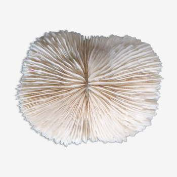 Ancient fungia coral 9x8 cm