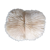 Ancient fungia coral 9x8 cm