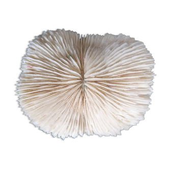 Ancient fungia coral 9x8 cm