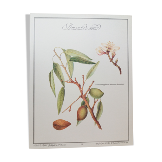 Planche botanique Amandier Doux