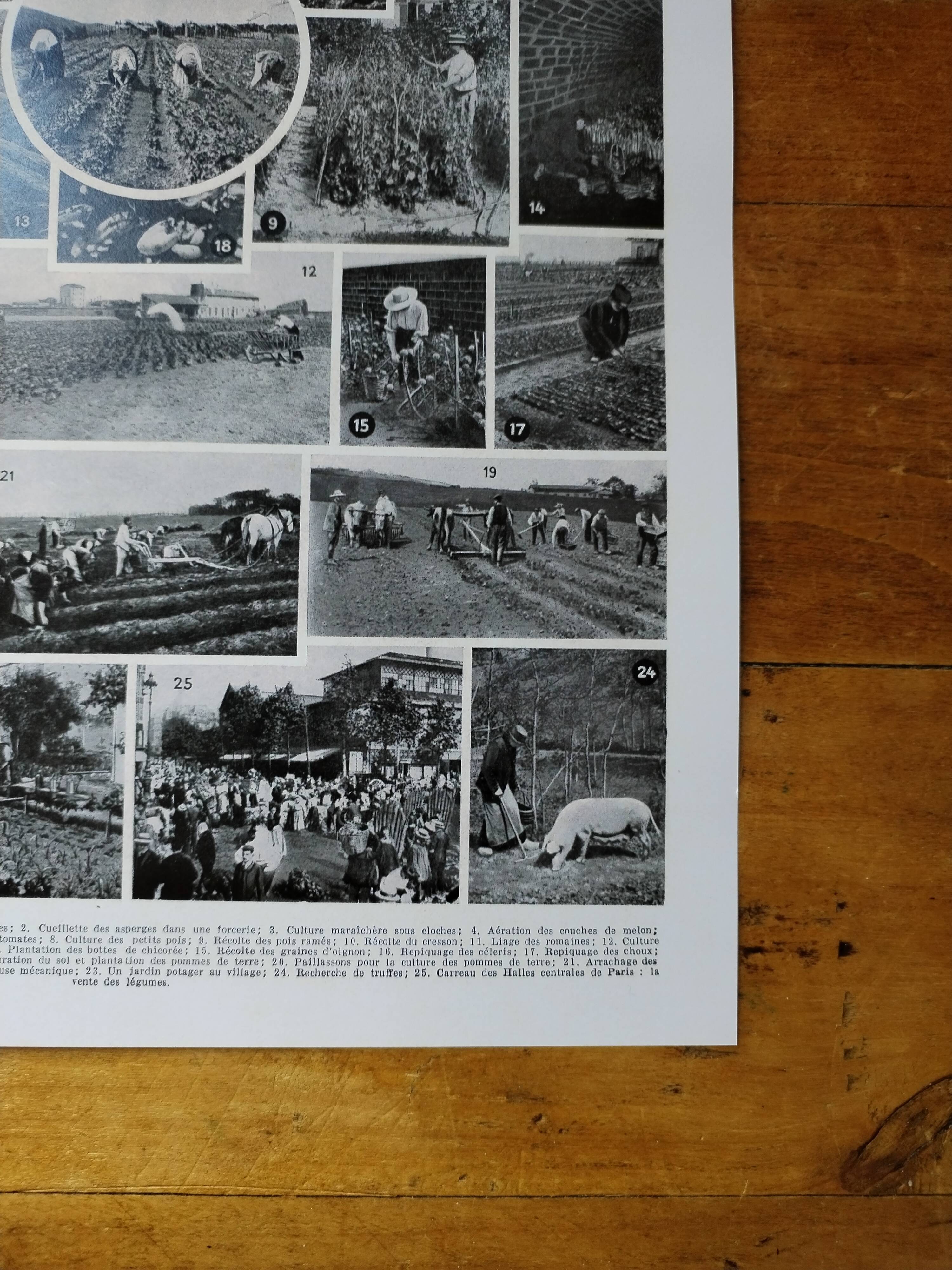 Original lithograph of vegetables and vegetable plants