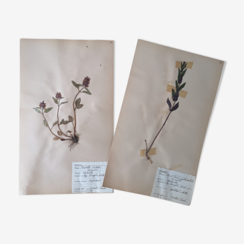 Anders's herbarium - ancient Swedish herbarium boards