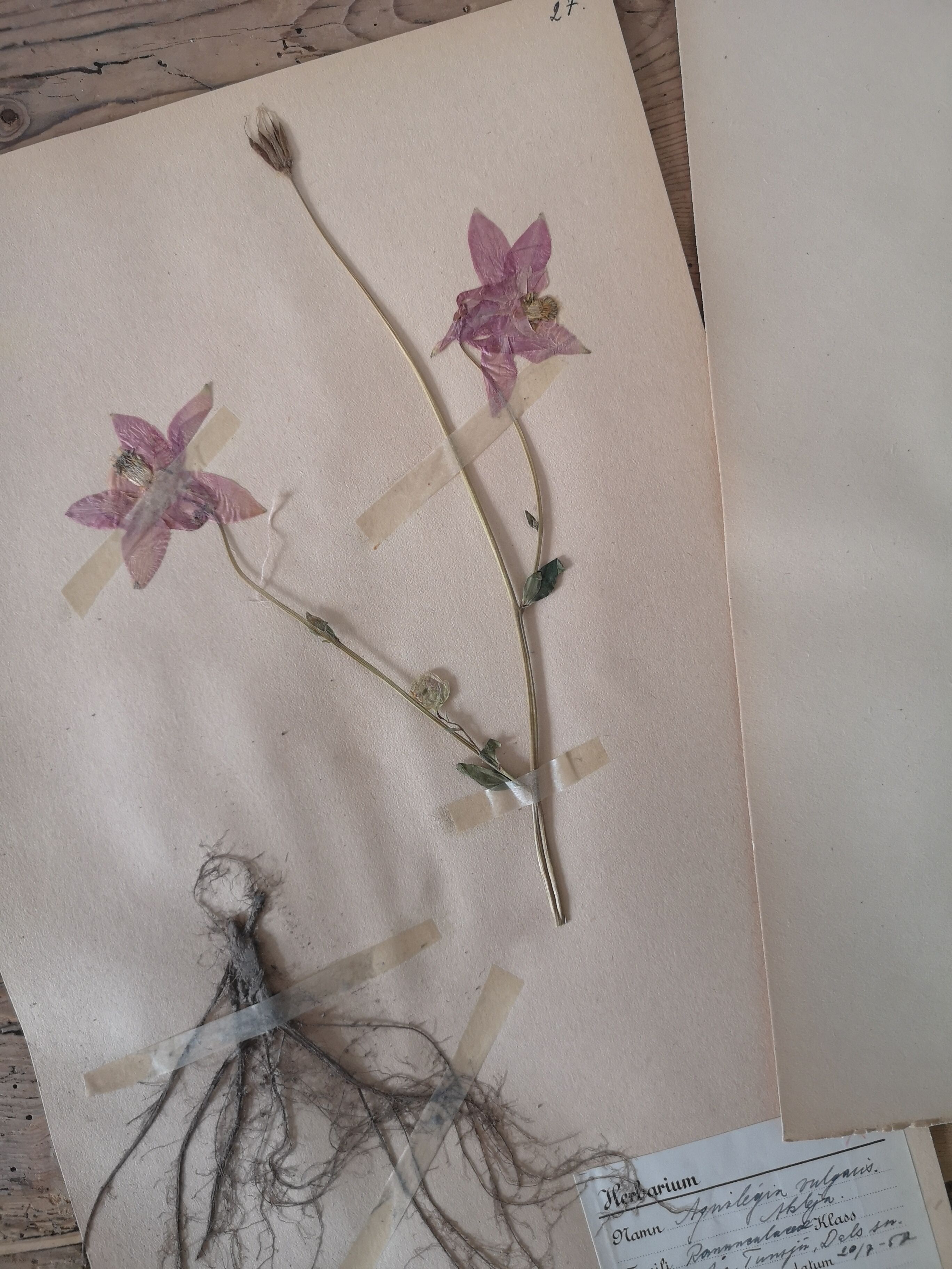 Ancient Swedish herbarium boards