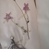 Ancient Swedish herbarium boards